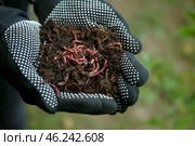 Woman holding worms with soil, closeup. Стоковое фото, фотограф Pixel_shot / Фотобанк Лори