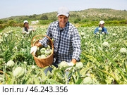 Focused man engaged in artichokes growing, harvesting vegetables. Стоковое фото, фотограф Яков Филимонов / Фотобанк Лори