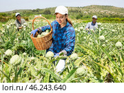 Caucasian woman plantation worker picking artichokes on vegetable field. Стоковое фото, фотограф Яков Филимонов / Фотобанк Лори