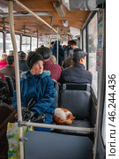 Россия, бездомная кошка едет в троллейбусе. Russia, a stray cat goes on a trolleybus. (2008 год). Редакционное фото, фотограф Евгений Романов / Фотобанк Лори