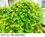 Bright yellow flowers bloom abundantly on a lush green vine growing along a garden wall. Стоковое фото, фотограф Кривошеина Елена Леонидовна / Фотобанк Лори