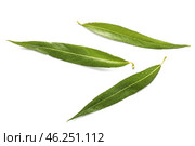 Green osier leaves on white background. Стоковое фото, фотограф Pixel_shot / Фотобанк Лори