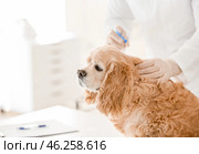 Veterinarian vaccinating cute dog in clinic. Стоковое фото, фотограф Pixel_shot / Фотобанк Лори