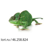 Cute green chameleon on white background. Стоковое фото, фотограф Pixel_shot / Фотобанк Лори