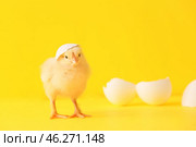 Cute hatched chick on color background. Стоковое фото, фотограф Pixel_shot / Фотобанк Лори