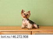 Cute small Yorkshire terrier dog sitting on commode in living room near green wall. Стоковое фото, фотограф Pixel_shot / Фотобанк Лори