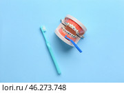 Model of jaw with dental braces and tooth brushes on blue background. Стоковое фото, фотограф Pixel_shot / Фотобанк Лори