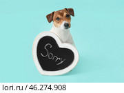 Cute dog and chalkboard with word SORRY on color background. Стоковое фото, фотограф Pixel_shot / Фотобанк Лори