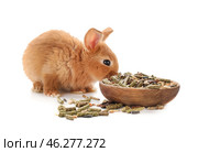 Cute fluffy bunny eating food from wooden bowl on white background. Стоковое фото, фотограф Pixel_shot / Фотобанк Лори