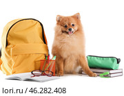 Cute Pomeranian dog with school supplies on white background. Стоковое фото, фотограф Pixel_shot / Фотобанк Лори