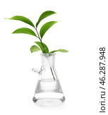 Plant in flask on white background. Стоковое фото, фотограф Pixel_shot / Фотобанк Лори