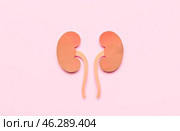 Paper kidneys on pink background. Стоковое фото, фотограф Pixel_shot / Фотобанк Лори