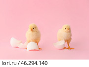 Cute hatched chicks on color background. Стоковое фото, фотограф Pixel_shot / Фотобанк Лори