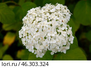Inflorescence Hydrangea arborescens Annabelle in summer garden. Стоковое фото, фотограф Алексей Антипов / Фотобанк Лори