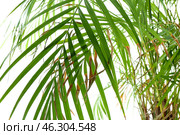 Wilted palm tree on white background, closeup. Стоковое фото, фотограф Pixel_shot / Фотобанк Лори
