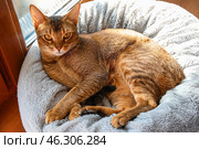 Abyssinian cat lying on pet bed near window at home, top view. Стоковое фото, фотограф Pixel_shot / Фотобанк Лори