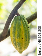 Таиланд. Ко Чанг. Плод растения какао на дереве. Thailand. Koh Chang. The fruit of a cocoa plant on a tree. Стоковое фото, фотограф Алексей Смышляев / Фотобанк Лори