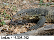 Таиланд. Бангкок. Варан на территории парка Benjakiti Park. Thailand. Bangkok. A monitor lizard on the territory of Benjakiti Park. Стоковое фото, фотограф Алексей Смышляев / Фотобанк Лори