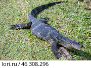 Таиланд. Бангкок. Варан на территории парка Benjakiti Park. Thailand. Bangkok. A monitor lizard on the territory of Benjakiti Park. Стоковое фото, фотограф Алексей Смышляев / Фотобанк Лори