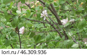 Цветущие ветви яблони домашней Malus domestica колышутся на ветру в Красногорске весной в мае. Стоковое видео, видеограф Алиса Сокол / Фотобанк Лори