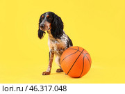 Cute cocker spaniel with ball sitting on yellow background. Стоковое фото, фотограф Pixel_shot / Фотобанк Лори