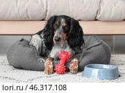 Cute cocker spaniel with toy and bowl of water lying on pet bed in living room. Стоковое фото, фотограф Pixel_shot / Фотобанк Лори