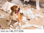Naughty Beagle dog with torn pillows and toilet paper rolls sitting on floor in messy living room. Стоковое фото, фотограф Pixel_shot / Фотобанк Лори