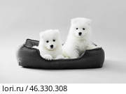 Cute Samoyed puppies with pet bed on grey background. Стоковое фото, фотограф Pixel_shot / Фотобанк Лори