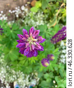 Люпин ( Lupinus ) – растение семейства Бобовые. Стоковое фото, фотограф Евгения Харлампьева / Фотобанк Лори