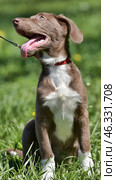 A cheerful, medium-sized dog with a brown and white coat, long ears, and a protruding tongue. It sits in tall grass against a green backdrop, enjoying a walk on a sunny day. The dog is on a leash, indicating that it is probably out for a walk with its owner. It is wearing a bright red collar that contrasts with its fur. The light background and soft blur highlight the animal's expressive features. Стоковое фото, фотограф Анна Кривицкая / Фотобанк Лори