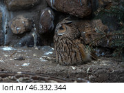 A long-eared owl (Asio otus) - a species of medium-sized owl that lives in forests, parks and rural areas. These owls are active mainly at night, feed on small rodents and have good camouflage abilities. Стоковое фото, фотограф Анна Кривицкая / Фотобанк Лори