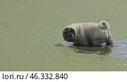 A beige pug walks through a very dirty pond overgrown with green algae on a summer day and drinks water from there. Стоковое видео, видеограф Евгения Глинская / Фотобанк Лори