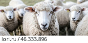 Flock of sheep grazes peacefully in a rustic farm setting alive with nature. Detailed closeup of brown and white sheep herd. Concept of sheep farming and herding. Open-air sheepfold. Farmhouse. Стоковое AI-изображение, AI-художник Евгений Демидюк / Фотобанк Лори