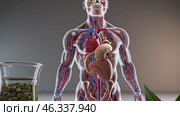 Transparent male body showcasing circulatory and respiratory systems with herbal remedies. Стоковое видео, видеограф Данил Руденко / Фотобанк Лори