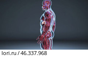 Human Anatomy Showing Circulatory and Digestive Systems. Стоковое видео, видеограф Данил Руденко / Фотобанк Лори