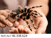 Woman with scary tarantula spider, closeup. Стоковое фото, фотограф Pixel_shot / Фотобанк Лори