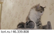 Funny kitten on tower for cats. Стоковое видео, видеограф Михаил Коханчиков / Фотобанк Лори