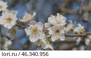 Plum flowers on tree in sunny day. Стоковое видео, видеограф Михаил Коханчиков / Фотобанк Лори