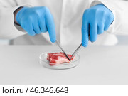 Scientist examining meat sample in laboratory. Стоковое фото, фотограф Pixel_shot / Фотобанк Лори