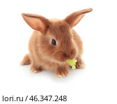 Cute fluffy bunny eating lettuce on white background. Стоковое фото, фотограф Pixel_shot / Фотобанк Лори
