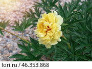 Цветущий куст желтого пиона Ито-гибрид Бартзелла (Paeonia Itoh Hybrids Bartzella) Стоковое фото, фотограф Евгения Золкина / Фотобанк Лори