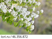 Amelanchier spicata is a shrub species of genus Amelanchier of the Rosaceae family. Стоковое фото, фотограф Володина Ольга / Фотобанк Лори