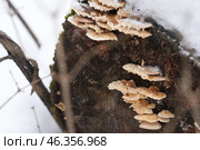 A colony of conjoined fan-shaped mushrooms with soft caps on a snow-covered stump in a snowdrift. Стоковое фото, фотограф Роман Дзюбало / Фотобанк Лори