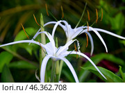 Tropical flower Crinum mauritianum Lodd, Hainan Island, China, May 2011. Стоковое фото, фотограф Александр Карпенко / Фотобанк Лори