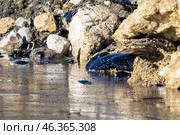 Загрязнение воды и берега мазутом. Редакционное фото, фотограф Алексей Шматков / Фотобанк Лори