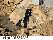 Загрязнение воды и берега мазутом. Редакционное фото, фотограф Алексей Шматков / Фотобанк Лори