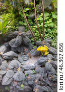 Poisonous black and yellow frog in the terrarium of an amphibian and reptile lover. Phyllobates terribilis Colombia amazon rainforest toxic amphibian. Nature background. Стоковое фото, фотограф Iva Noel / Фотобанк Лори