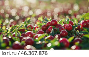 Cranberries growing. Red cranberry grows on a bog among green moss. Sunny autumn day. Vaccinium oxycoccos berries plantation farming. Lingonberry. Close-up of a bush of berry with green leaves. Стоковое AI-видео, аниматор Марина Демидюк / Фотобанк Лори