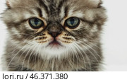 Angry cat isolated on white. Gray calico British shorthair cat portrait looking serious. Grumpy kitten seated. Striped furious cat with a unhappy dissatisfied face. Feline giving you a disdainful look. Стоковое AI-видео, аниматор Марина Демидюк / Фотобанк Лори