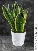 Decorative sansevieria plant on grey table. Стоковое фото, фотограф Pixel_shot / Фотобанк Лори